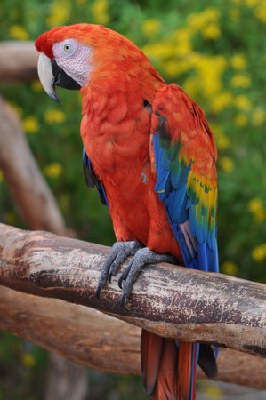 Macaw