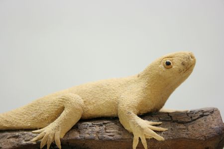 Lizard side viewの写真素材