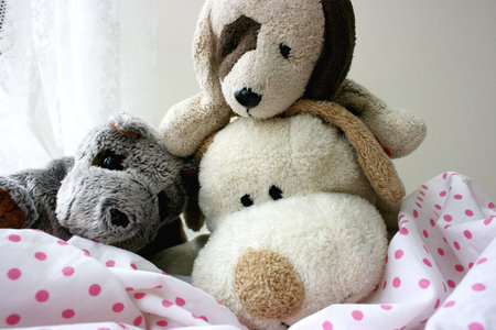 Toy puppies