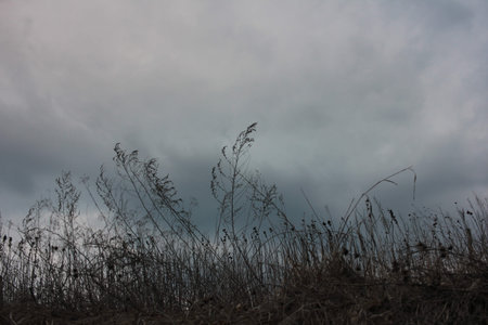 Spring landscape with grass silhouettes on stormy sky with heavy scenic clouds background