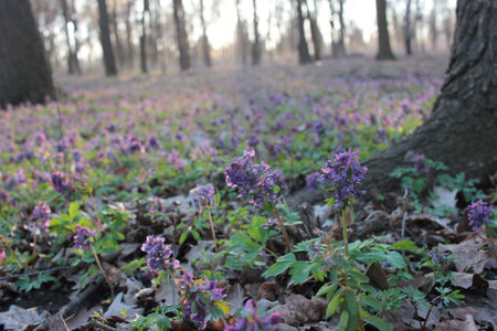 First spring flowers purple bird (fumewort, corydalis solida) among the trees in the forest. Honey...