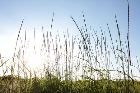 High grass against the sun and a blue sky. Natural summer background with copy space. Low viewの写真素材