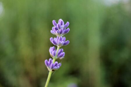 Soft focus on beautiful purple lavender flowerin field, blur natural flower background, Green bokeh out of focus background from nature garden at sunsetの写真素材