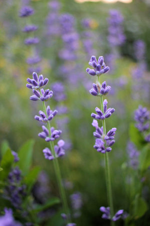 Soft focus on beautiful purple lavender flowerin field, blur natural flower background, Green bokeh...