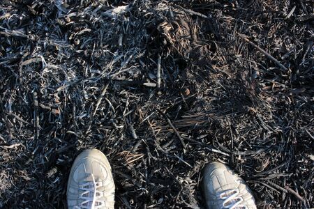 Close up of shoes on remains of burnt reeds background. River shore after the fire. Environmental effects of burning dry grassの写真素材