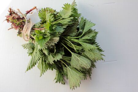 Fresh stinging nettles: ingredient for cooking of healthy vitamin salad, diet vegetarian soup or herbal tea. Foraging edible plants in spring and summerの写真素材