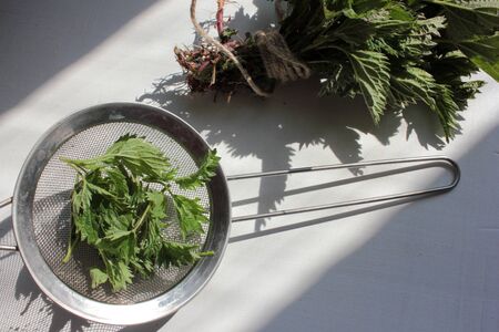 Fresh nettle leaves in a strainer on a white wooden table. Ingredient for healthy vitamin salad, diet vegetarian soup or herbal tea. Foraging edible plants in spring and summerの写真素材