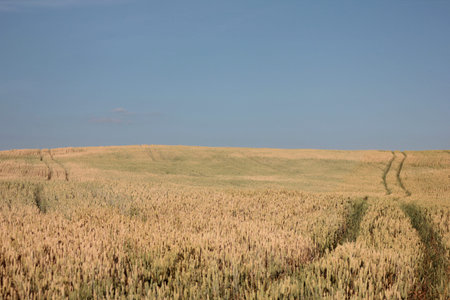 Trails in a field of ripe wheat. Summer landscape with field of golden wheat ears and blue sky on a...
