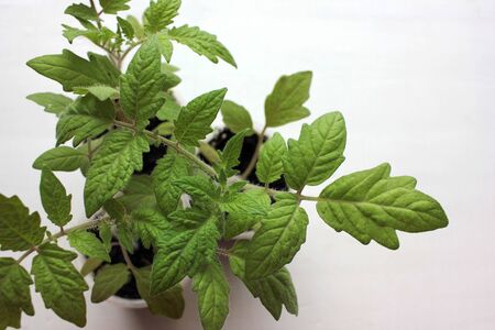 Tomato plant seedling sprouts on the white background. Growing vegetables indoor in the kitchen windowsill garden.の写真素材