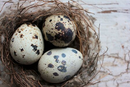 Real nest with quail eggs on old cracked white wooden background. Top view, copy spaceの写真素材