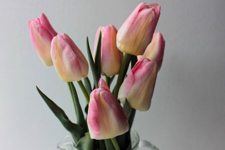 Bouquet of pink holland tulips in a glass vase on a white wooden background with copy spaceの写真素材