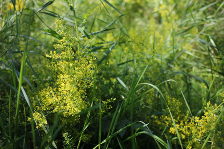 Goldenrod yellow flowers on tall stems and green grass on the summer meadow. Natural floral...