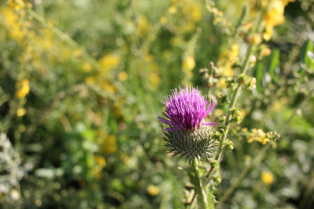Close-up of thistle in bloom. Purple thistle flower in the summer field. Natural green background....