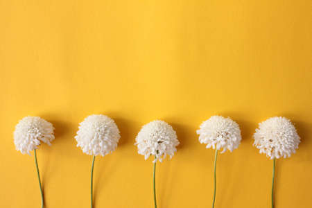 White Scabiosa flowers on yellow background with copy space. Floral pattern.の写真素材