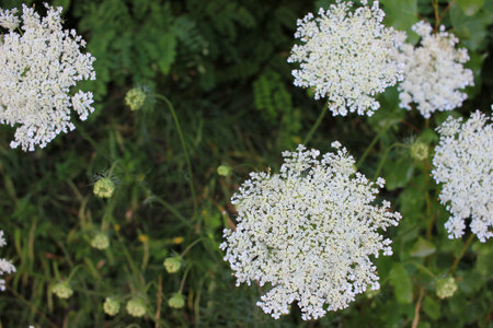Common yarrow little white flowers on a green blurred floral background with copy space. Close-up of...