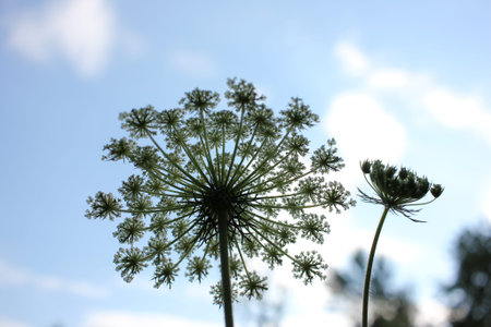 Common yarrow little white flowers on a green blurred floral background with copy space. Close-up of...