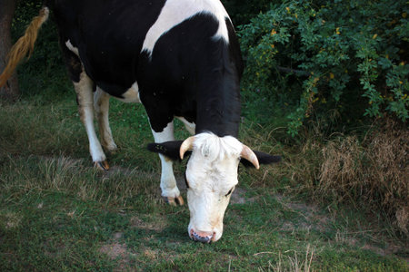 Black and white cow grazing on a summer pasture.