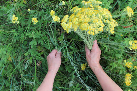 Senior Female hands picking yellow flowers on the summer meadow. Collection of medicinal herbs.の写真素材