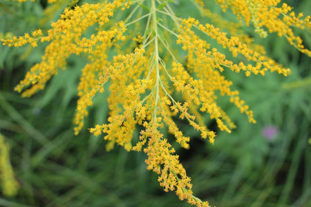 Field of yellow flowers. Medicinal plant Goldenrod on the summer meadow. Natural floral background....