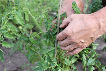 Close up of hands holding a plant in the garden. Senior man tying up tomatoes.