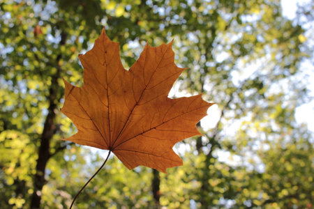 Close-up of yellow autumn maple leave against the sun. Hello autumn concept