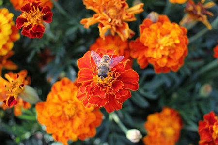 Close-up of a bee on orange marigold flower in the garden. Sunny summer or autumn day