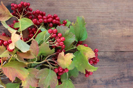 Red viburnum berries on a branch on wooden background. Natural autumn berries frame. Top view, copy spaceの写真素材