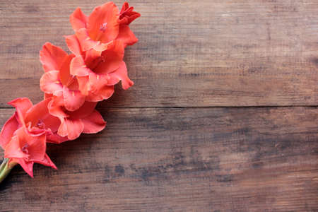 Close-up of red gladiolus flower on wooden table with copy space. Natural floral backgroundの写真素材