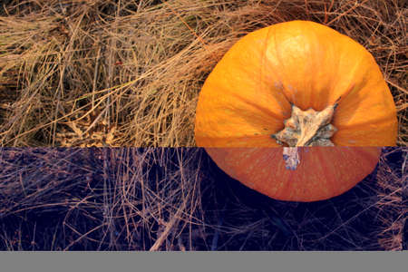 Big pumpkin on the hay on the field. Autumn Halloween Thanksgiving background. Copy space.の写真素材