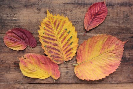 Autumn leaves on wooden background. Flat lay composition with red and yellow fall leaves