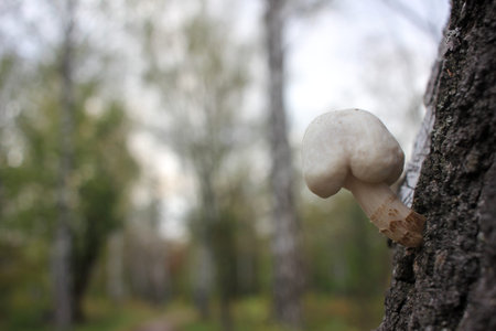 Close-up of small white mushroom growing on birch tree. Beautiful autumn landscape with trees and...