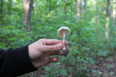 Person holding a small white mushroom in his hand on forest backgroundの写真素材
