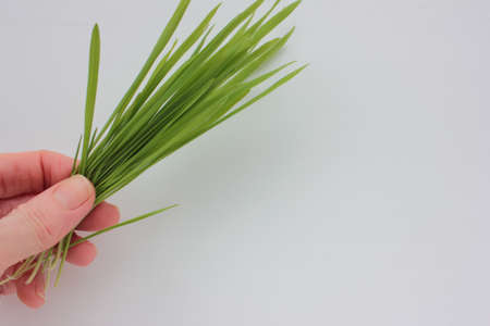 Female hand holding oat microgreens on a white background. Fresh green sprouted oats. Superfood, vegan and healthy eating concept. Top view, copy spaceの写真素材