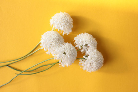 White Scabiosa flowers on yellow background. Flat lay holiday composition with white decorative...