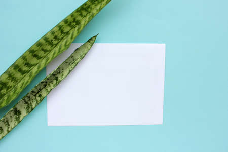 Blank paper and envelope on light blue background with snake plant leaves. Mockup card with green houseplant on colored backdrop. Top view, copy space.の写真素材
