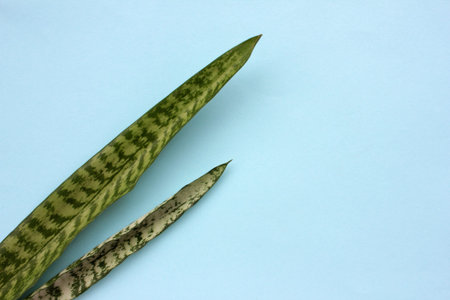 Snake plant leaves on light blue background with. Green houseplant on colored backdrop. Top view,...