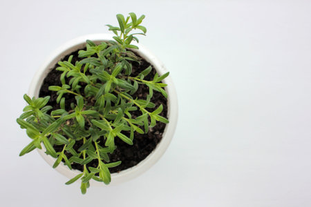 Anise hyssop perennial plant in white pot on white table. Growing herbs in balcony garden or on windowsill. Top view, copy space.の写真素材