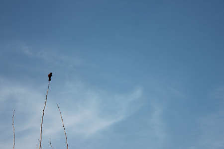 Single bird sitting on leafless branch on blue sky and clouds background. Natural background with copy space. Spring or summer timeの写真素材