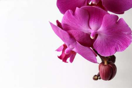 Pink orchid flower and bud on white background. Copy spaceの写真素材
