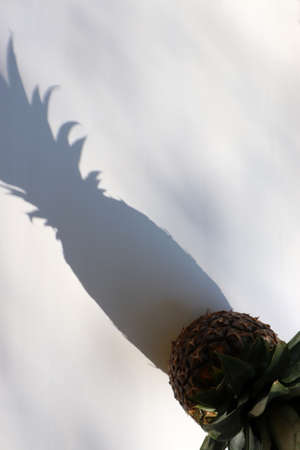 Exotic tropical fruit pineapple on white table. Top view, copy space. Hard light, shadow. Summer backgroundの写真素材