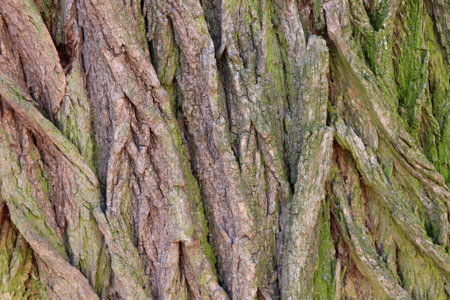 Close-up of acacia tree bark texture with green moss. Natural wooden backgroundの写真素材