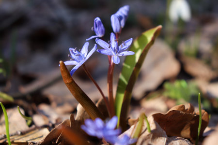 Spring blue bell-shaped flowers in the forest. close-up of scilla bloom. Natural floral background