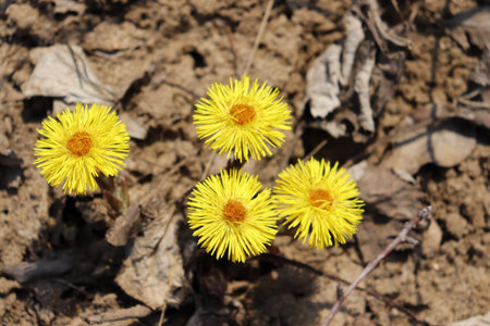 Blooming coltsfoot in spring forest. Beautiful yellow foalfoot flower on sand background in sunny...