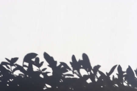 Plant leaves shadow on white background. Natural border with copy space. Hard lightの写真素材