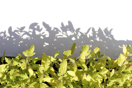Young bell pepper sprouts seedlings. Green leaves on white background with copy space. Spring...
