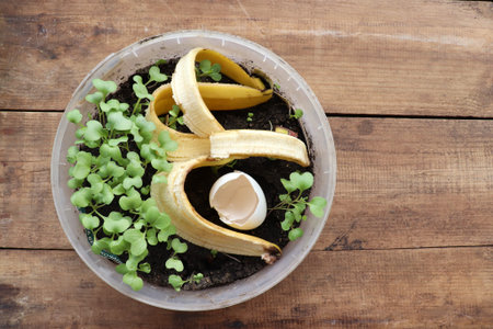 Young green sprouting plant in the soil and homemade organic compost from rotting kitchen scraps....