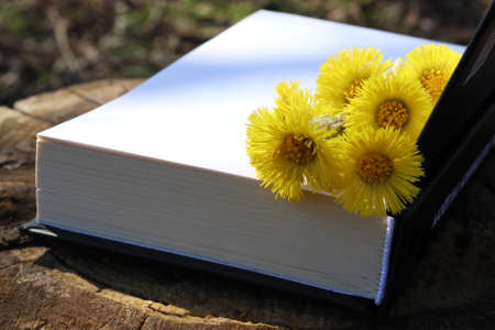 Open book with fresh yellow flowers on stump in spring or summer garden. Wildflowers bouquet on white blank paper pages.の写真素材