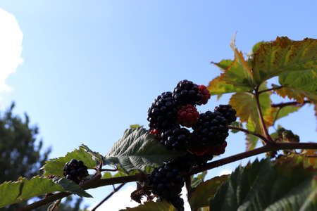 Ripe large berries of wild blackberry on a branch in the garden against the sky. Low viewの写真素材