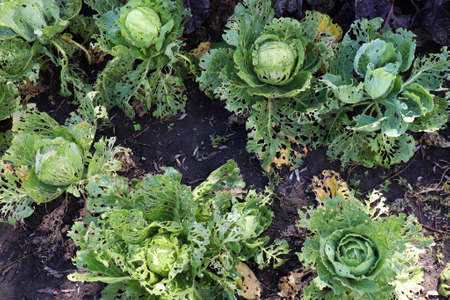 Ð¡abbage growing in the garden. Ð¡abbage leaves eaten by aphids, bugs, caterpillars, snails or other pestsの写真素材