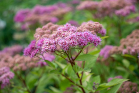Pink spirea japonica flowers in the summer garden. Close-up